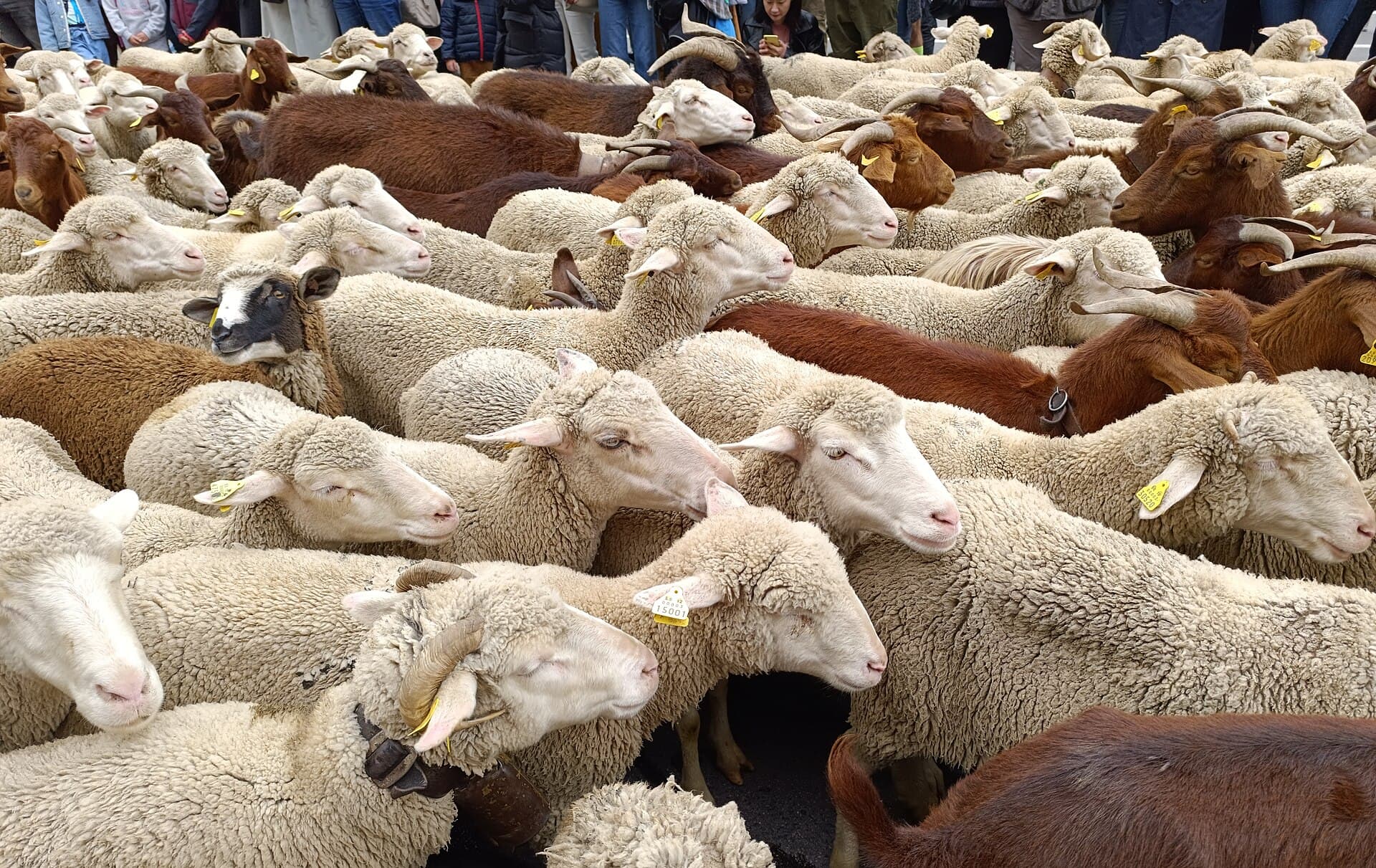 Sheep and goats at Madrid’s Fiesta de la Trashumancia, photographed in October 2023.